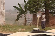 A woman pours an altered variety of corn called quality protein maize (