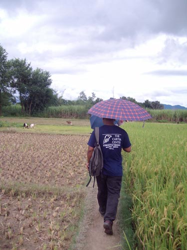 Rice Fields of Tarai, Nepal